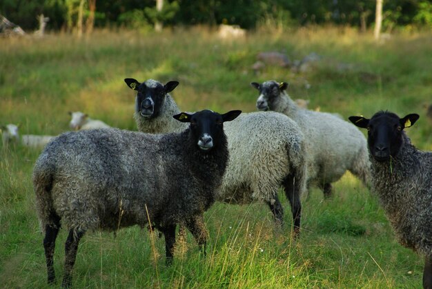 Photo sheep standing on grassy field