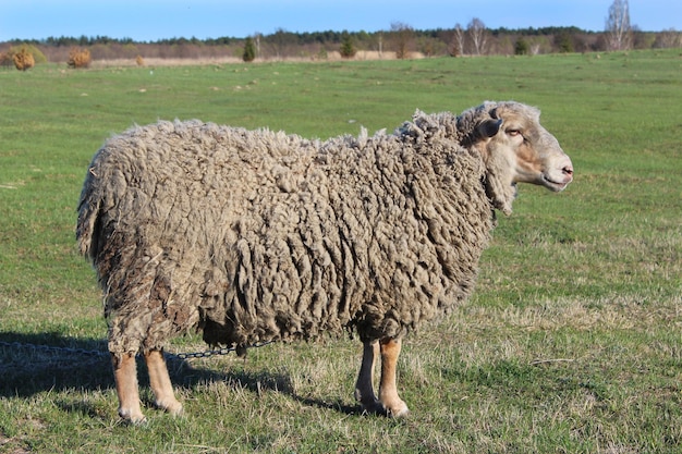 sheep standing on the green grass of pasture