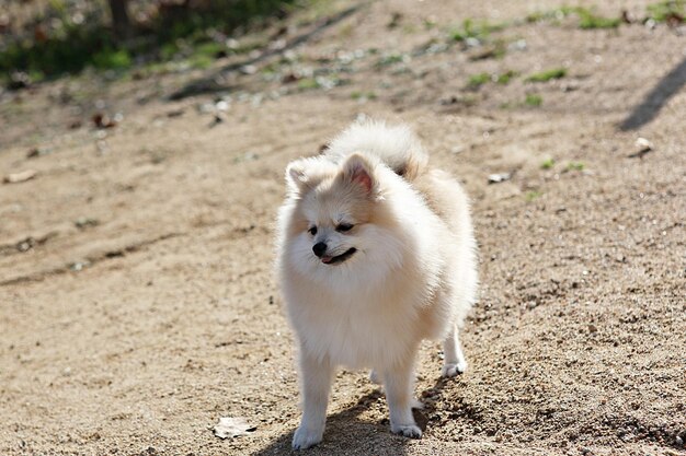 写真 畑に立っている羊