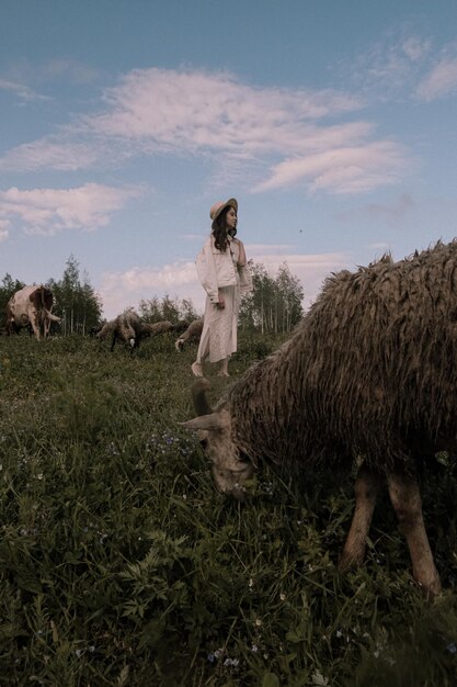 Фото Овцы стоят в поле.