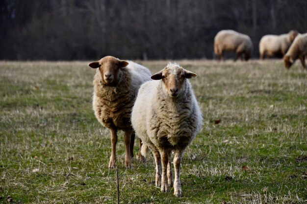 Фото Овцы стоят в поле.