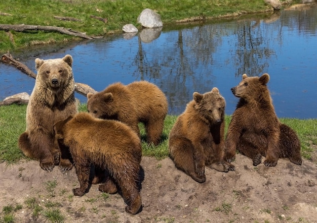 Foto pecore in piedi sul lago