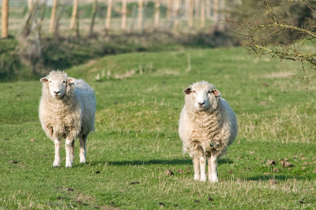写真 草原 に 立っ て いる 羊