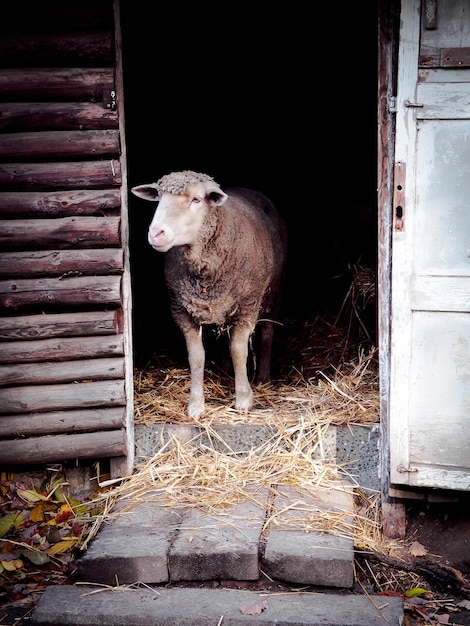 Photo sheep standing in shed