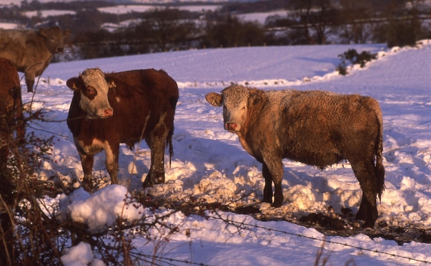 Photo sheep standing on snow field during winter