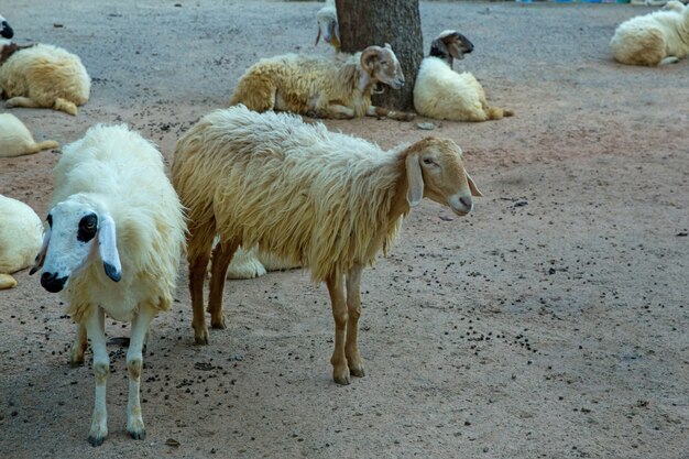 Sheep in the Thai farm house