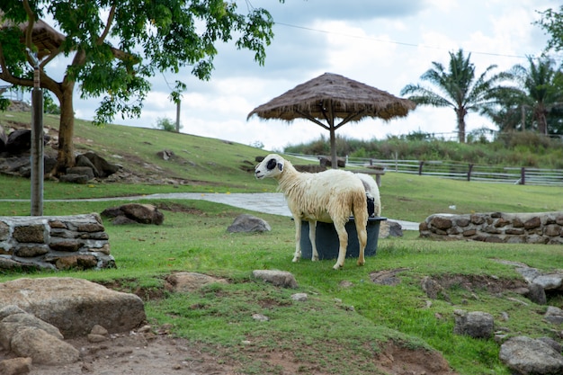 Sheep in the Thai farm house