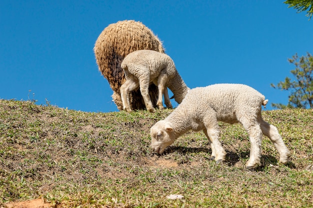 Sheep and two lambs eating the grass