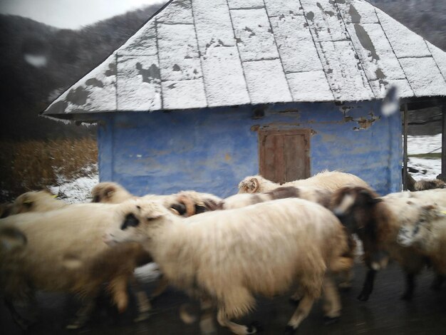 Photo sheep walking against house