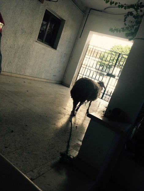 Photo sheep walking in building