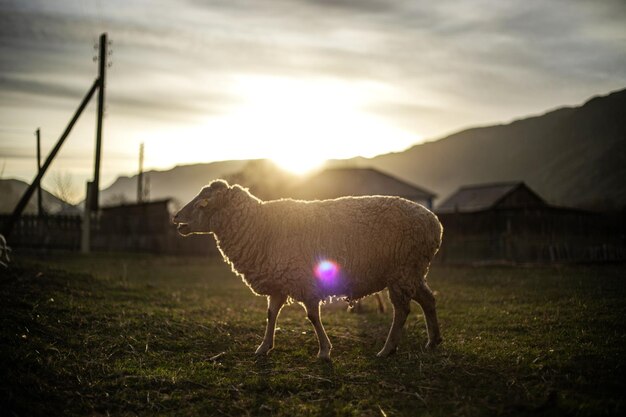 Photo sheep walking on field against mountains