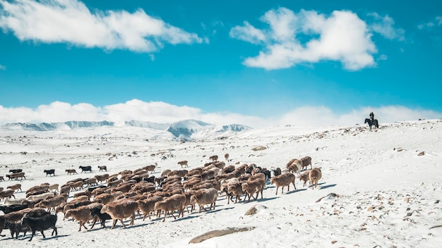 写真 空に向かって雪で覆われた畑を歩く羊