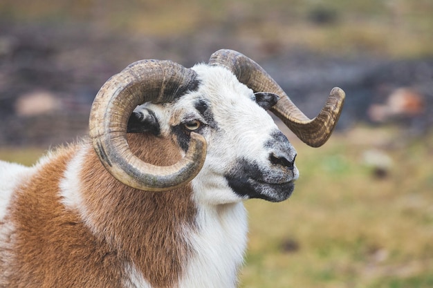 Photo sheep with big swirling horns on blurred background_