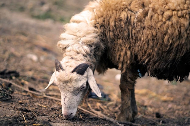 A sheep with horns is sniffing the ground.