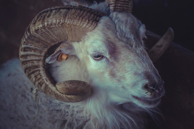 A sheep with horns