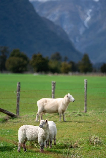 Pecore con scenario naturale