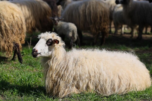 Photo a sheep with a white face and black ears lays on the grass