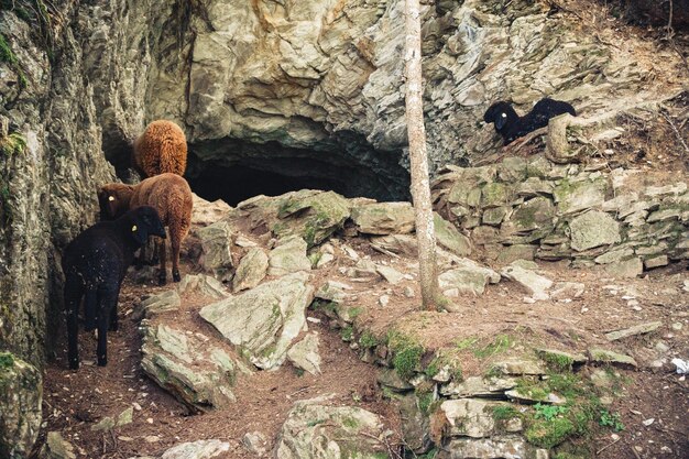 Foto pecore nel bosco