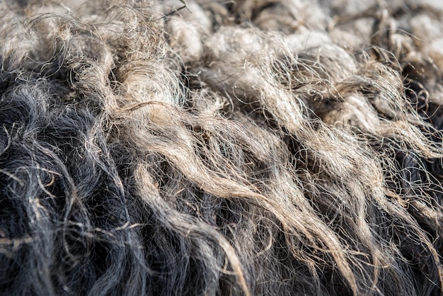 Sheep wool as a texture