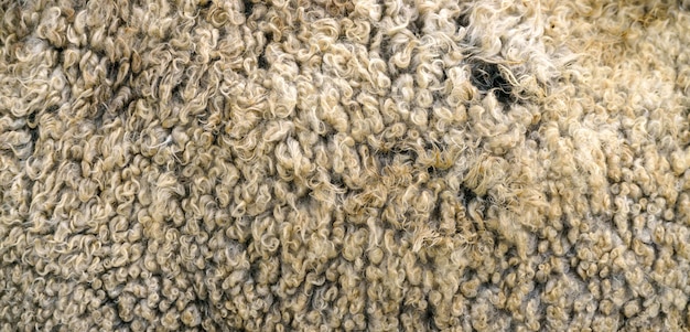 Foto tessuto in lana di pecora pelliccia di pecora in pile dorato