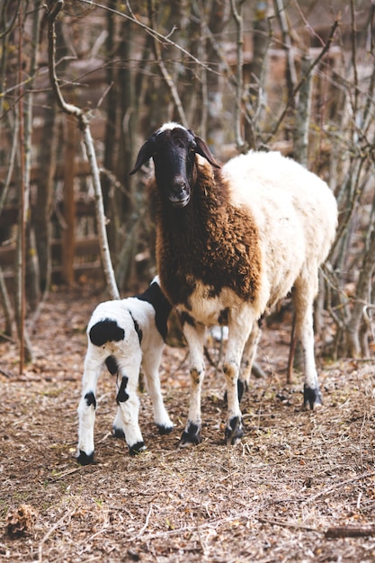 Овца и молодая овечка весной с ясным голубым небом.