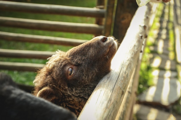 Pecore nel primo piano dello zoo e nel fuoco selettivo