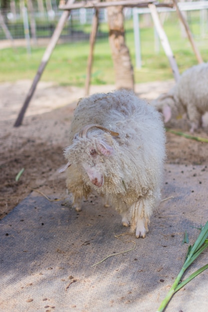 Sheep in the zoo