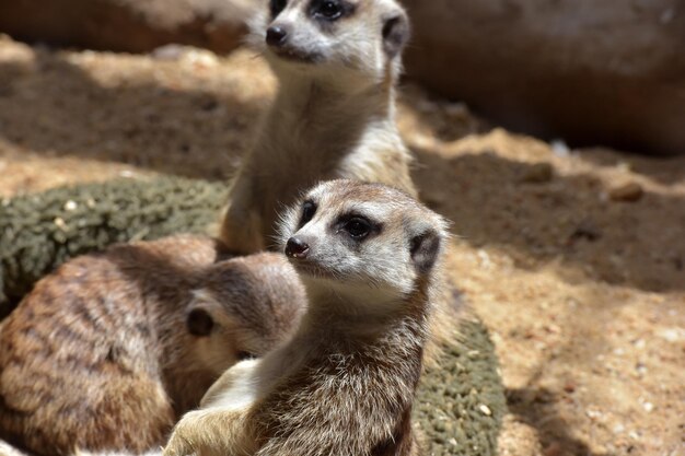 Foto pecore in uno zoo