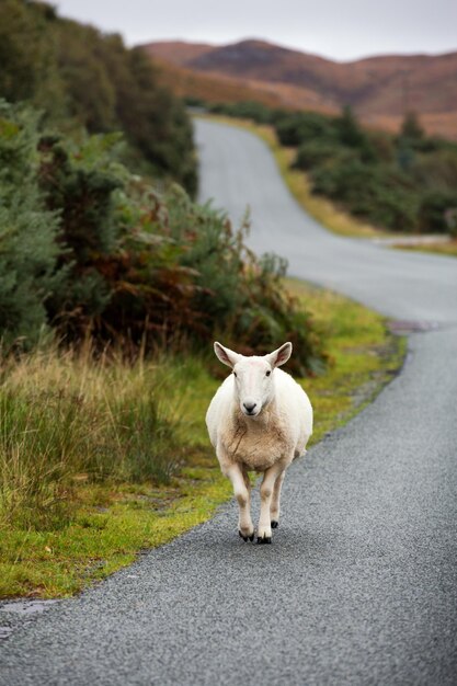 Photo sheep