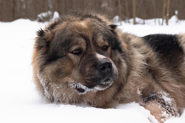 Sheepdog A big guard dog in nature Pets