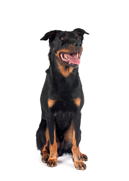 sheepdog from Beauce in front of white background