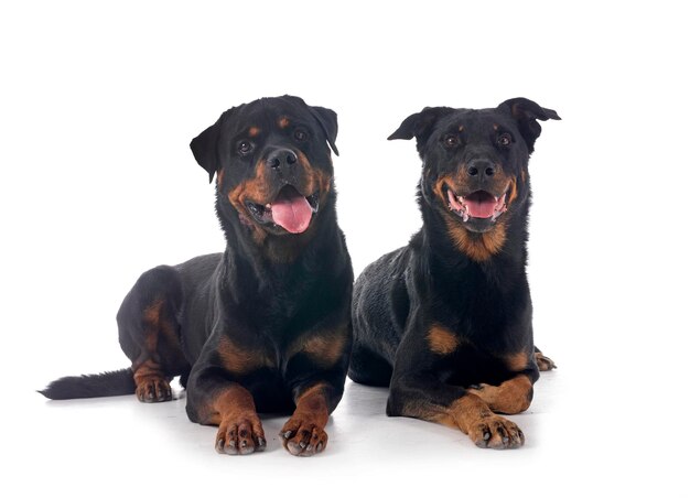 sheepdog from Beauce and rottweiler in front of white background