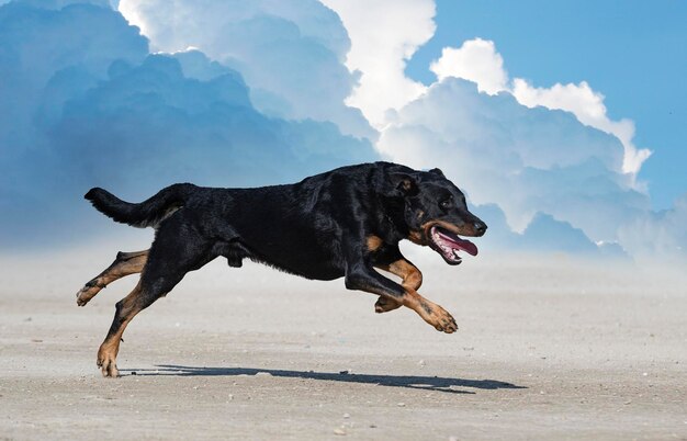 Photo sheepdog from beauce training in the nature for security