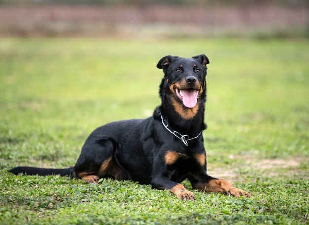 セキュリティのために自然の中でトレーニングしているBeauceの牧羊犬