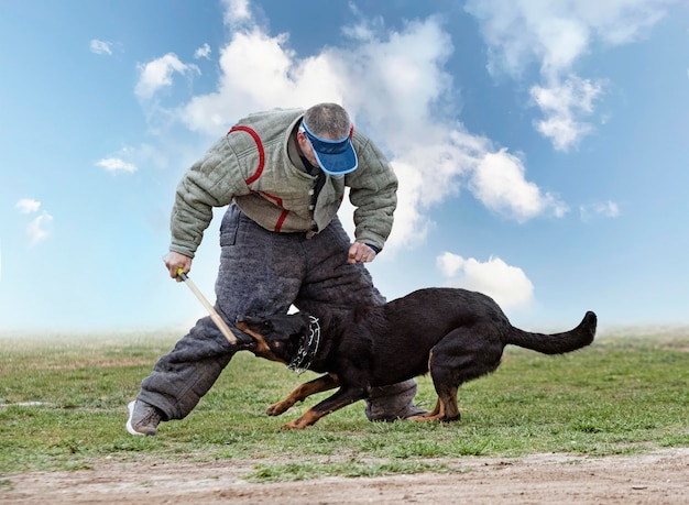 セキュリティのための自然の中でのBeauceトレーニングの牧羊犬