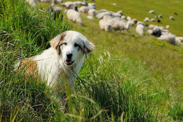 Sheepdog guarding a flock of sheep herd