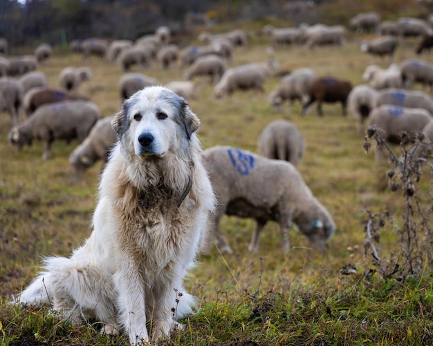 Foto cane da pastore che sorveglia le pecore in un campo