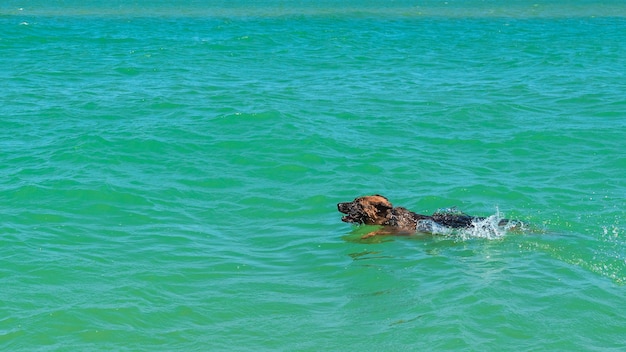 写真 牧羊犬は海で泳ぐ