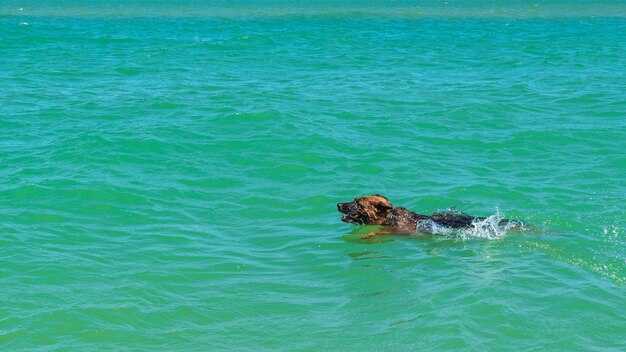 Sheepdog swims in the sea