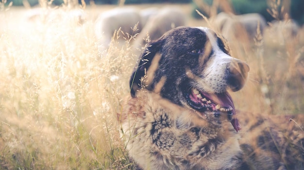 下草の牧羊犬