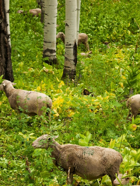 Sheepherd grazing on the forest floor in Kebler Pass, Colorado.