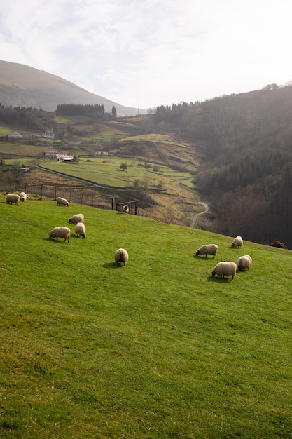 Sheeps die in de bergen bij aizkorri-bergketen, baskenland weiden.