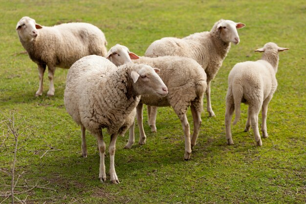 Sheeps die in de weide met groen gras weiden