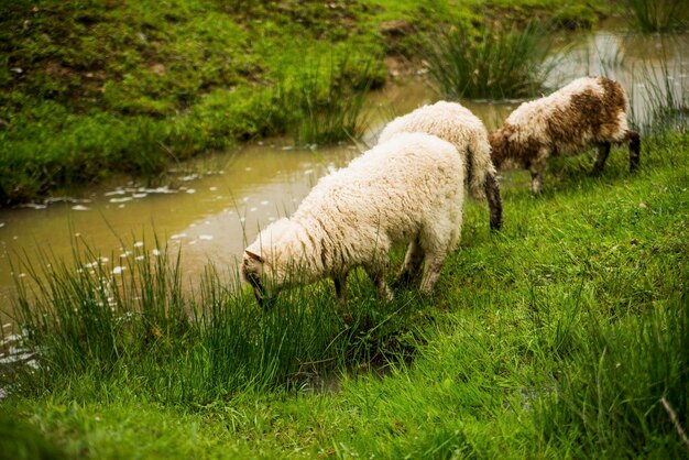 sheeps eat grass near the river