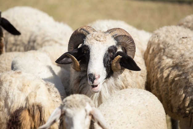 The sheeps on a farm