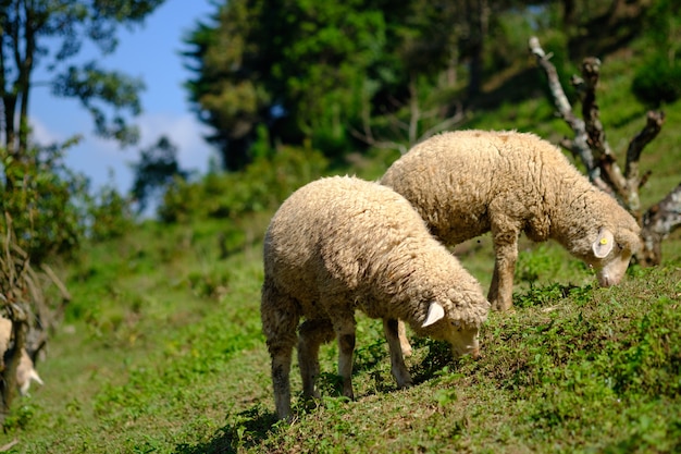 Pecore in terreni agricoli che mangiano prato