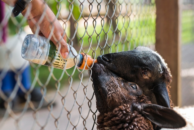 Sheeps feeding. Close up hand feeding milk bottle to cute sheeps in farm.