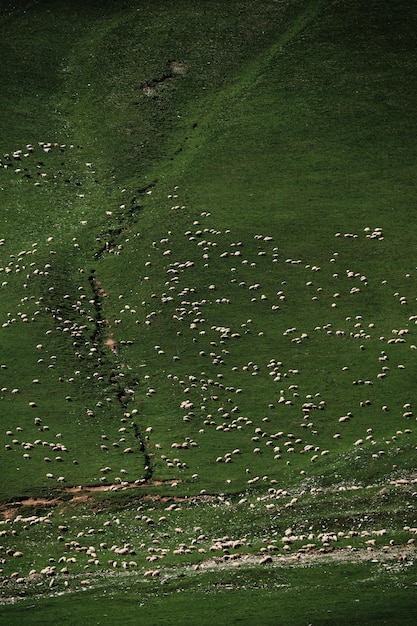 Photo sheeps at the field in georgia