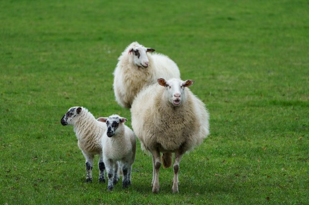 Foto pecore in un campo.