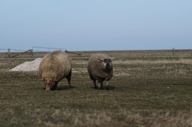 Овцы в полях